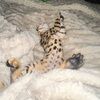 poshshopper_888